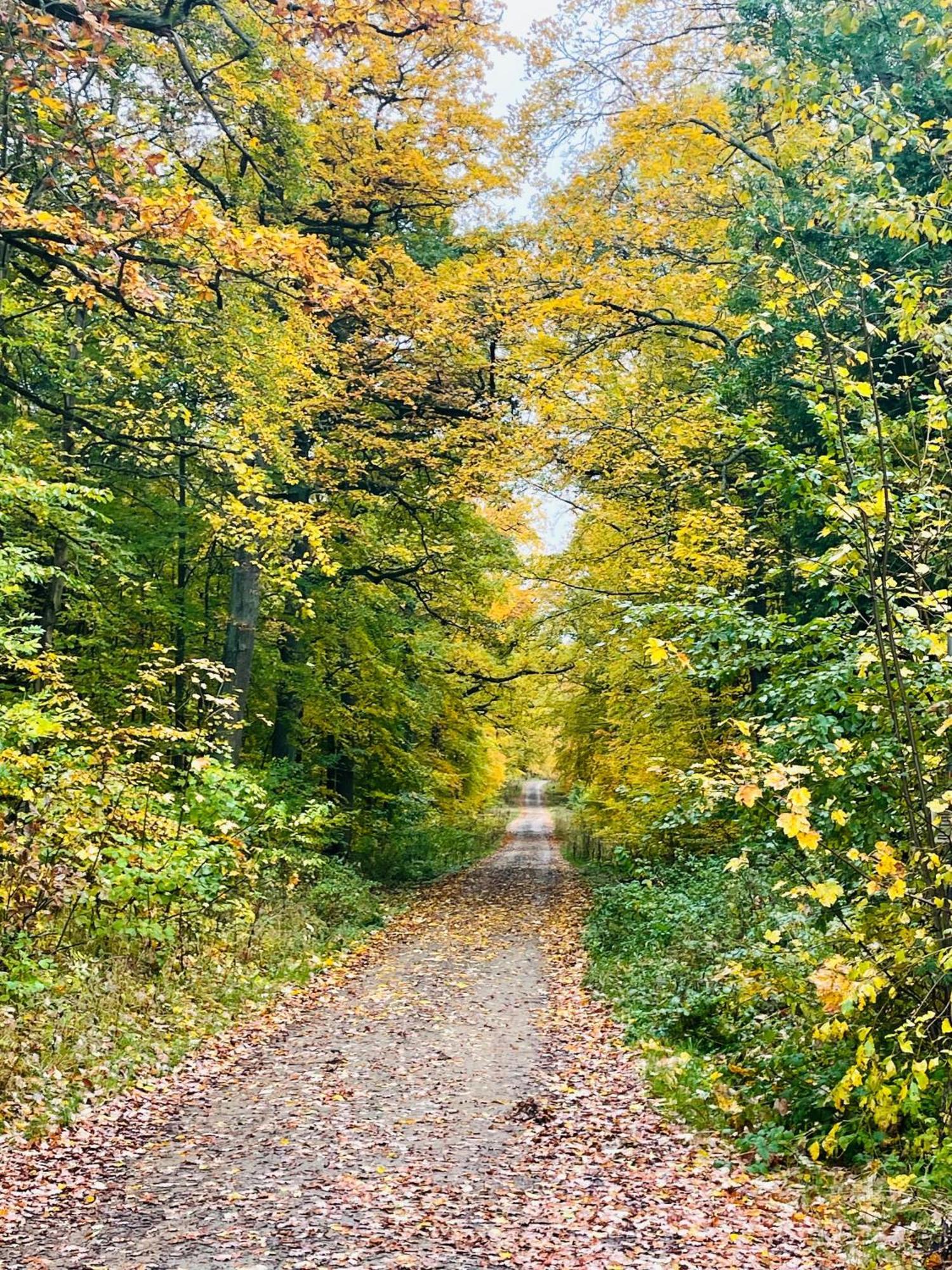 Holla Die Waldfee Konigerode Eksteriør billede